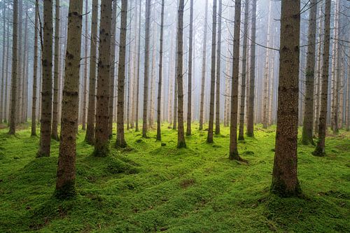 Forêt de conifères en automne avec la lumière du soleil dans une clairière