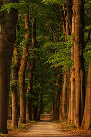 Forest path at sunset by Rêve