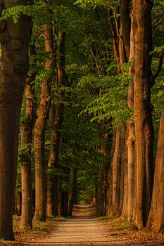 Forest path at sunset