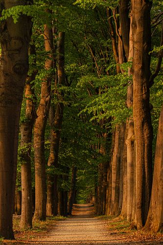 Forest path at sunset