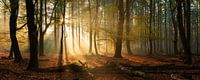 Speulder forest panorama in fall with beautiful sunrays