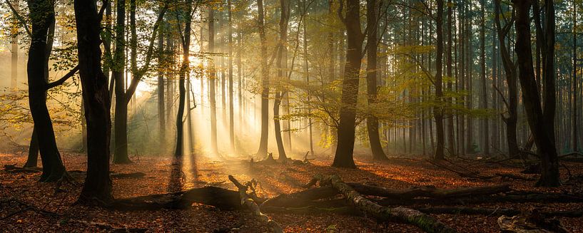 Speulderbos panorama im Herbst mit schönen Sonnenstrahlen von Martin Podt