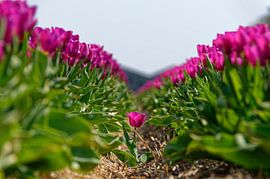 Get out of the crowd