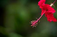 Hibiscus Rosenmalve von Thijs van den Broek Miniaturansicht