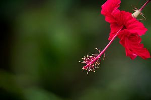 Hibiscus Flower