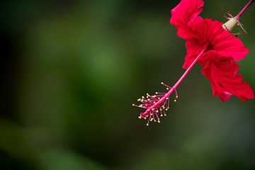 Hibiscus Flower by Thijs van den Broek