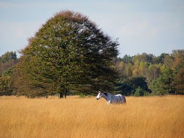 Nederlandse Campina tijden herfst