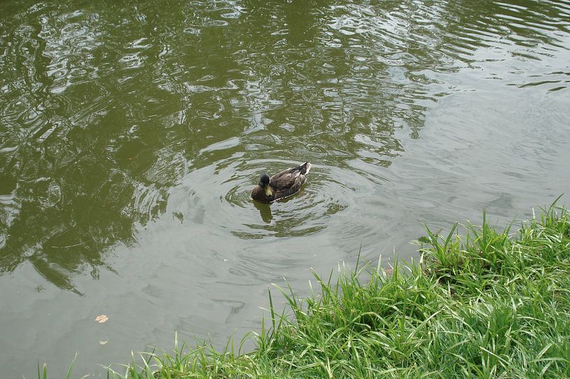 Swimming Duck von Lyn Van Veldhoven