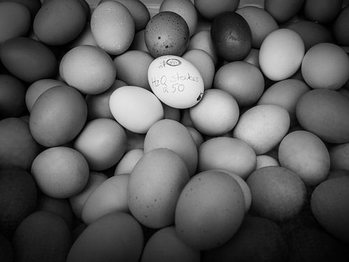 différents œufs en noir et blanc