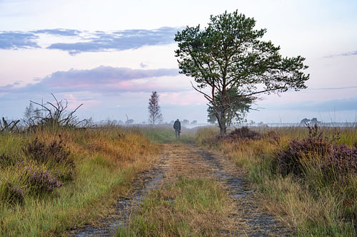 Blühende Heide