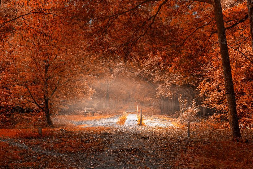 Herfstgevoel van Peter Kuipers