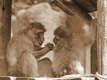 Barbary apes by Jose Lok
