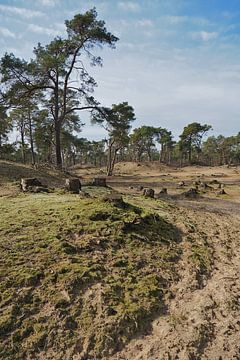 Paysage néerlandais typique - réserve naturelle protégée sur BHotography