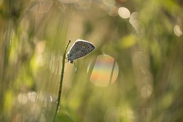 Schmetterling: Ikarusbläuling (Polyommatus icarus) mit Blasen von Moetwil en van Dijk - Fotografie
