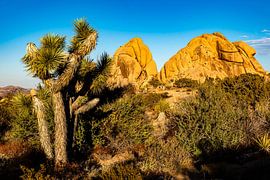 Jushua Tree und Felsen im Joshua Tree Nationalpark Kalifornien USA von Dieter Walther
