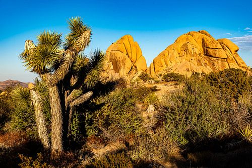 Jushua Boom en Rotsen in Joshua Tree Nationaal Park Californië VS
