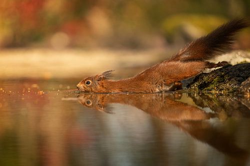 Squirrel in the water