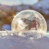 Frozen bubble 2021 soft von Stefanie van Dijk