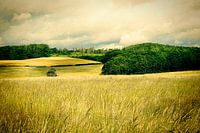 Summer Fields.