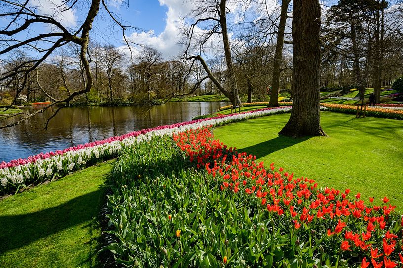 Bild von blühenden Tulpen im Frühling von Chi