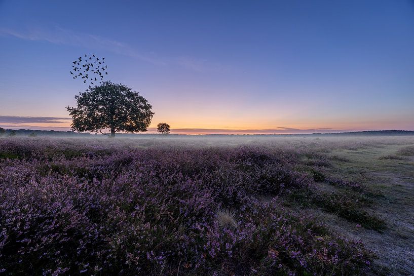 swarm of crows coming out of the tree by peterheinspictures
