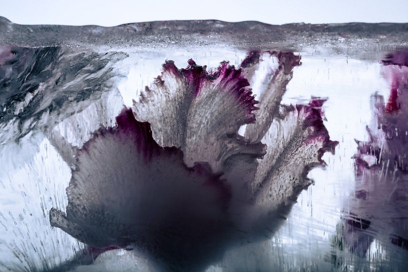 Cyclamen in ijs 1 van Marc Heiligenstein