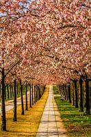 Japanische Blütenkirschen in Wismar