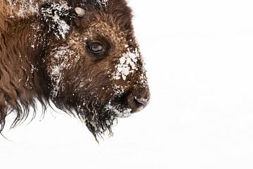 Amerikaanse bizon kalf met ijs en sneeuw op kop