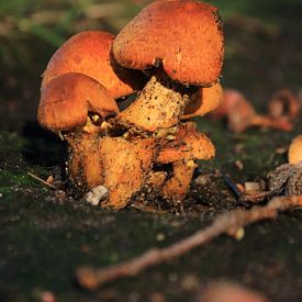 Brown autumn mushrooms