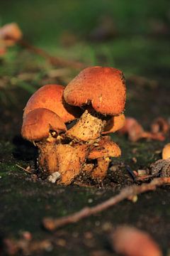Bruine herfst paddenstoelen van Bobsphotography