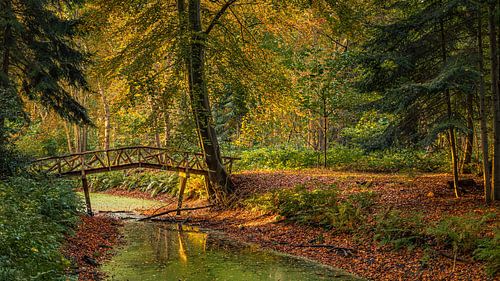Herfst in het Slochterbos