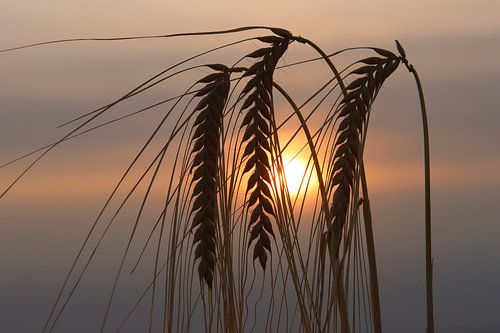 Unser tägliches Brot gib uns heute