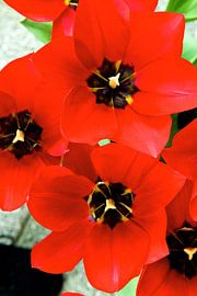 Rode tulp by Marijke Scheers