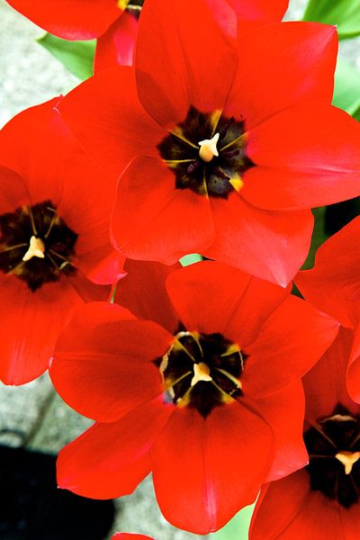Rode tulp von Marijke Scheers