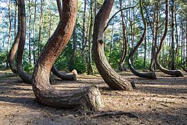 Krummer Wald (Krzywy Las) - Polen von Frank Herrmann