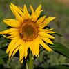 Sonnenblumenblüte mit Biene von Reiner Conrad