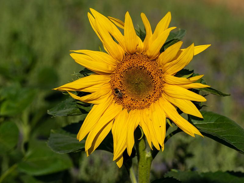 Sonnenblumenblüte mit Biene von Reiner Conrad