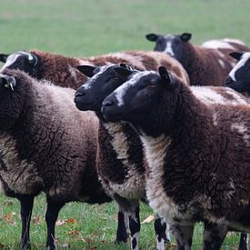 Schapen (scheeps) nature, holland sur Marlou van Hal