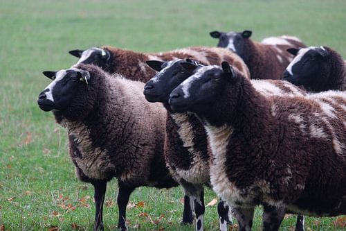 Schapen (scheeps) nature, holland