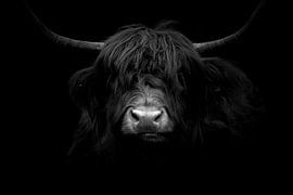 black and white by hanny bosveld