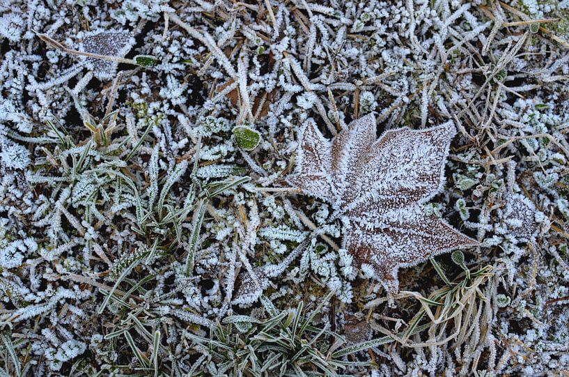 Frost on Grass in Winter - Nature Photography by Carolina Reina Photography