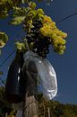 Grape picking Belgium by Dirk Smit thumbnail