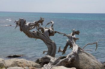 The two old trees and the sea