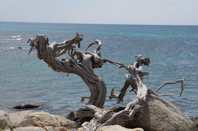 The two old trees and the sea by Spotr