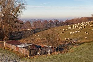 Heuvel met schapen in Vaals sur John Kreukniet