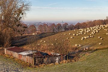 Heuvel met schapen in Vaals van John Kreukniet