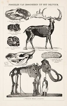 Plaat met fossielen van zoogdieren uit het Diluvium van Studio Wunderkammer