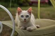 Kat met felblauwe ogen staart naar de lens by Joost Prins Photograhy thumbnail