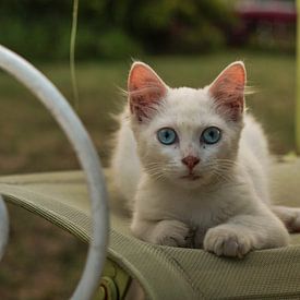 Kat met felblauwe ogen staart naar de lens by Joost Prins Photograhy