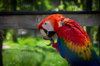 L'ara à ailes jaunes qui mange.